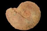 Toarcian Ammonite (Esericeras) Fossil - France #152752-1